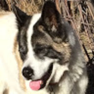 Meet your Posher, Piper